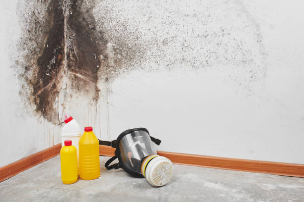 Best Toxic Mold Removal  in Garyville, LA