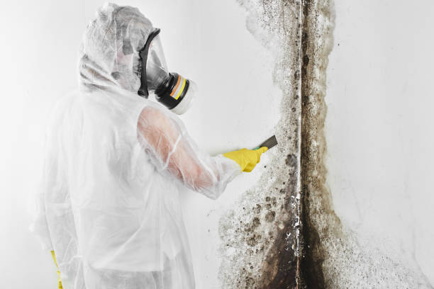 Best Black Mold Removal  in Garyville, LA