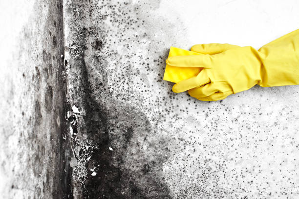 Best Attic Mold Removal  in Garyville, LA