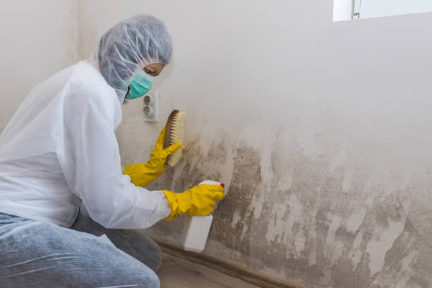 Best Commercial Mold Removal  in Garyville, LA