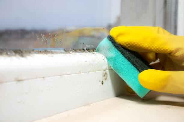 Mold Removal Process in Garyville, LA